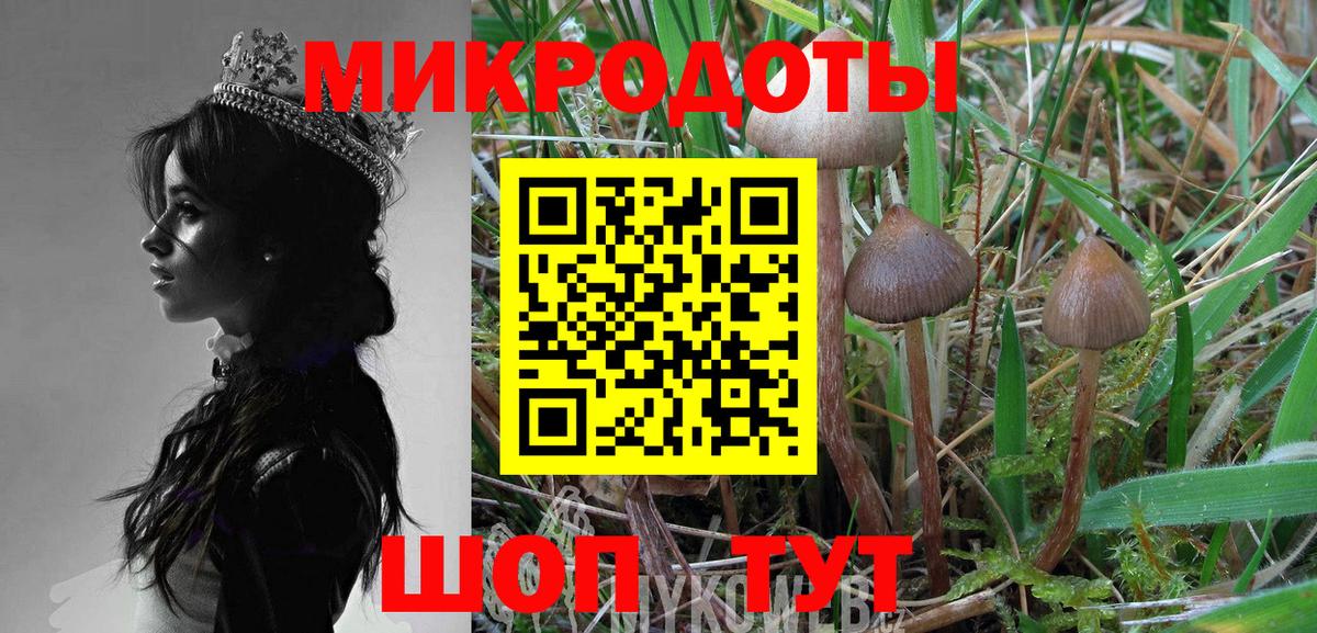 Галлюциногенные грибы Psilocybine cubensis Химки